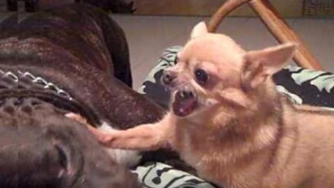 Tiny Chihuahua VS Huge Pitbull