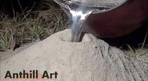 Pouring Molten Aluminum Into The Ant Hill