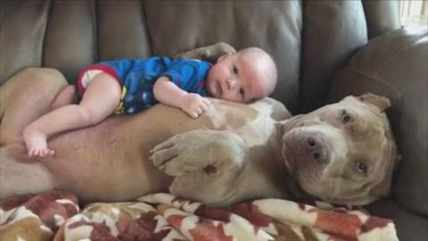 Babies Cuddling With Dogs