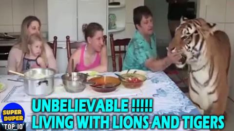 People Living With Tigers And Lions As Pets