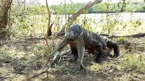 Komodo Dragon Hunts and Eats Monkey