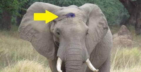 Heartbreaking Video: Elephant Asks For Help After Being Shot