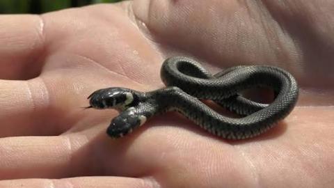 Rare Two-Headed Snake Found In Croatiao
