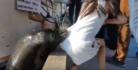 Sea Lion Drags Girl Into Water