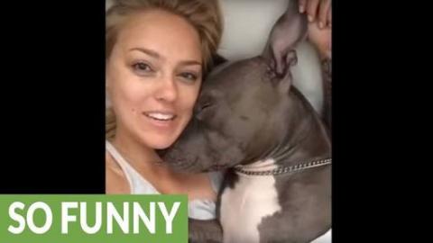 Pit Bull Wakes Up And Immediately Gives Kisses