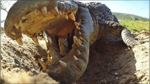 Crocodile Mom Scoops Up Babies in Mouth
