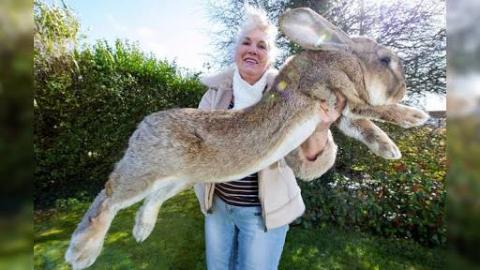 World's Biggest Rabbit