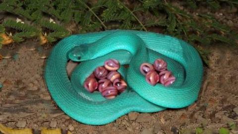 Amazing Blue Snake Laying Eggs And Giving Birth