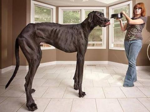 Video: World's Tallest Dog
