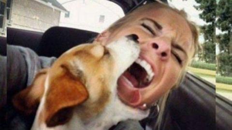 Dog Refuses To Take A Selfie, Attacks Human