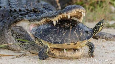 Amazing Alligator Attempting To Eat A Turtle