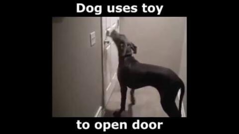 Smart Dog Opens Door