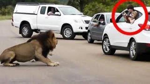 Lion Shows Tourists Why You Must Stay Inside Your Car