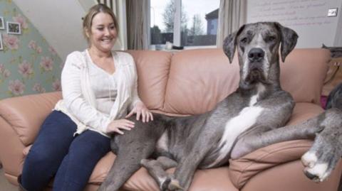 Meet Freddy, The Biggest Dog In The World