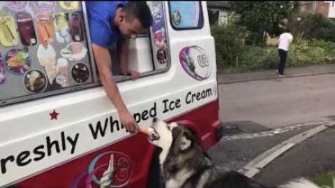 Alaskan Malamute Waits For Ice Cream Van Everyday