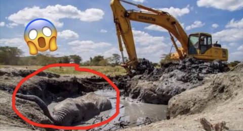 Elephant Trapped In Mud Dramatically Rescued