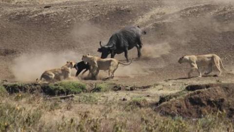 Buffalo Herd Saves Calf From Lion Attack