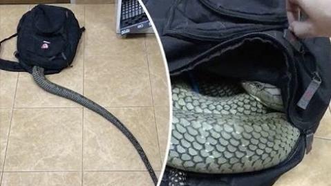 [SCARY] Snake Goes Into Man's Bag