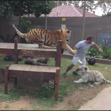 Tiger Attack! Never Turn Your Back On A Tiger!