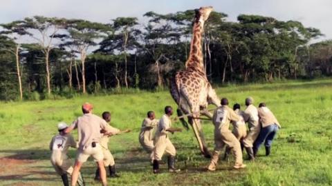 Giraffe In Congo Is Saved And Freed From Metal Wire