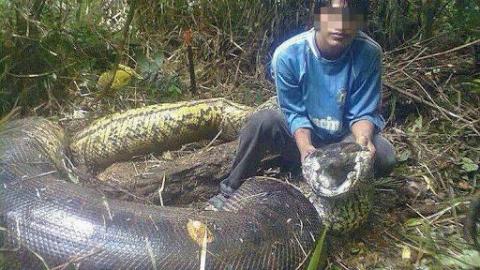 5 Biggest Snakes In The World