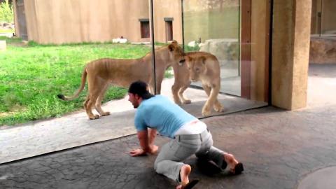 [FUNNY] Man Plays With Lions At The Zoo