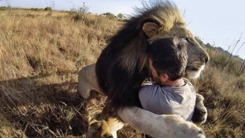 Man Tries To Hug A Wild Lion, And What Happens Next Is...
