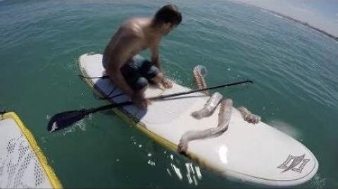 Giant Squid Wraps Its Tentacles Around A Paddle Board