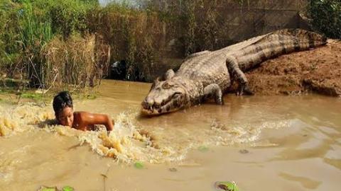 Brave Boy Catches Crocodile While Going Fishing