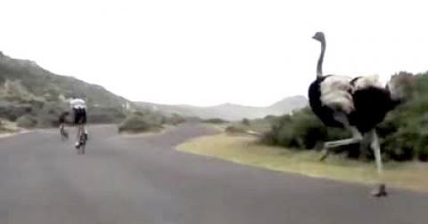 Angry Bird! Cyclists Chased By An Ostrich