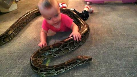 13-foot Burmese Python Wraps Self Around Baby