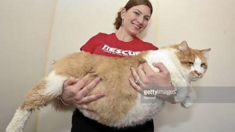 Meet The Biggest Cat in The World