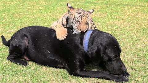 Black Labrador Adopts Rejected Bengal Tiger