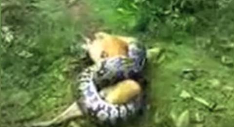 Owner Saves His Dog From A Python