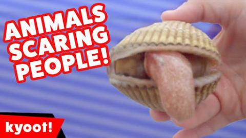 Funny Animals Scaring People