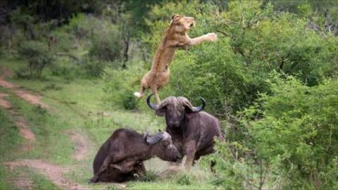 Buffalo Throws Lion into Air to Save His Friend